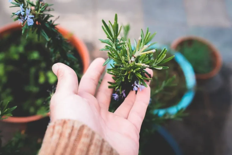 A hand touching a small plant in the cafe's garden