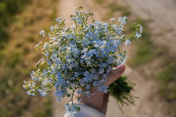 a bouquet of forget-me-nots homegrown in the garden